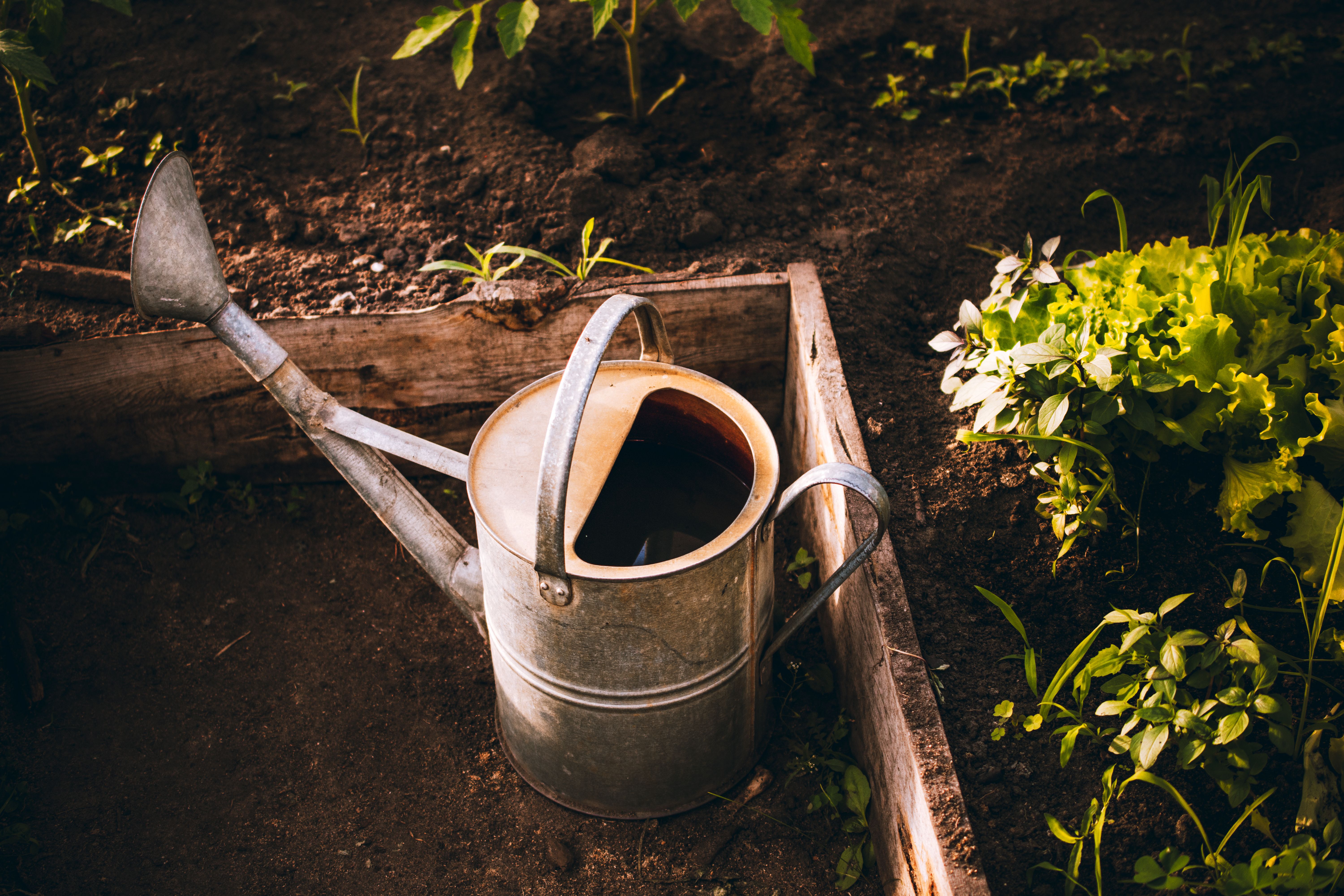 Vintage watering can beside leafy plants in a raised garden bed, representing a gift that keeps producing over time.